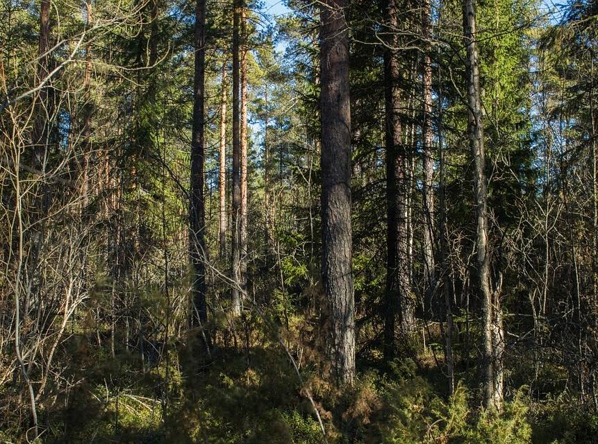 Picture of Dense Foliage