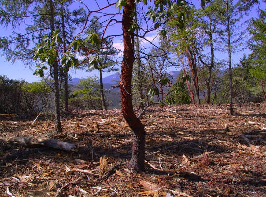 Picture of Dense Foliage