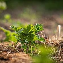 Picture of a Plant in a Field